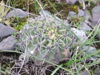 P1030027_ETY_36_Echinopsis_albispinosa.JPG