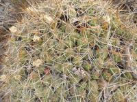 P1030277_ETY_43_Cumulopuntia_boliviana.JPG
