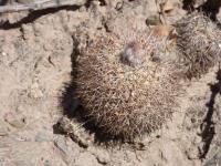 P1030428_ETY_48_Parodia_microsperma.JPG