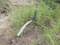 P1030773_ETY_55_Cereus_aethiops.JPG