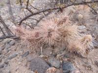 P1040026_ETY_59_Tephrocactus_weberi.JPG
