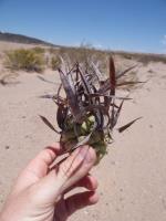 P1040195_ETY_62_Tephrocactus_articulatus.JPG