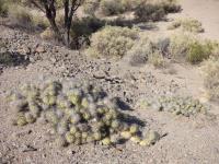 P1040318_ETY_65_Tephrocactus_alexanderi.JPG