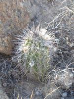 P1040338_ETY_65_Echinopsis_leucantha.JPG