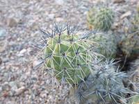 P1040465_ETY_67_Tephrocactus_alexanderi.JPG