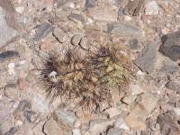 P1040620_ETY_73_Tephrocactus_alexanderi.JPG