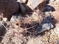P1040656_ETY_75_Tephrocactus_alexanderi.JPG