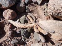 P1040690_ETY_76_Pterocactus_sp_Fiambala.JPG