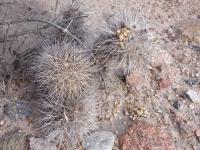 P1040989_ETY_82_Tephrocactus_alexanderi.JPG