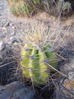 P1050192_ETY_88_Trichocereus_candicans.JPG