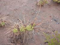 P1050468_ETY_94_Tephrocactus_aoracanthus.JPG