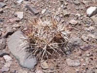 P1050584_ETY_97_Maihueniopsis_glomerata.JPG