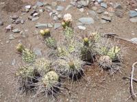 P1050666_ETY_99_Tephrocactus_aoracanthus.JPG