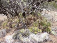 P1050681_ETY_99_Trichocereus_candicans.JPG