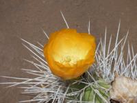 P1050683_ETY_99_Opuntia_sulphurea.JPG