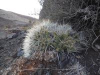 P1060139_ETY_111_Maihueniopsis_glomerata.JPG
