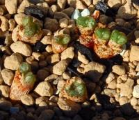 C_luckhoffii_ARM_428_2011-10-02.JPG