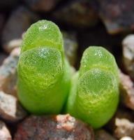 C_devium_ssp_stiriiferum_B-H_2298_2010-09-15.JPG
