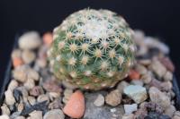 Pediocactus bradyi ssp. despainii FH 0100.jpg