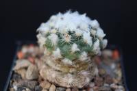 Pediocactus bradyi ssp. winklerorum FH 070.jpg