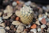 Pediocactus knowltonii FH 27.5.jpg