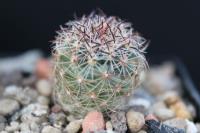 Pediocactus nigrispinus ssp. puebloensis FH 19.2.jpg