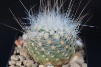 Pediocactus paradinei FH 052.5.jpg