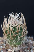 Pediocactus peeblesianus FH 053.1.jpg