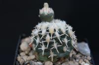 Pediocactus peeblesianus ssp. fickeisenii FH 051.0.jpg