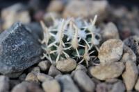 Pediocactus peeblesianus ssp. fickeisenii FH 051.2.jpg