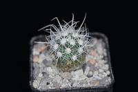 Pediocactus sileri FH 0203.jpg