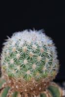 Pediocactus simpsonii fma. dinosauriensis FH 61.4.jpg