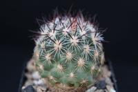 Pediocactus simpsonii v. robustior FH 115.jpg