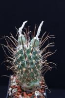Toumeya papyracanthus FH 0800.jpg