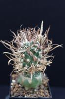 Toumeya papyracanthus FH 083.jpg
