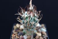 Toumeya papyracanthus FH 085.jpg