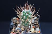 Toumeya papyracanthus FH 086.jpg