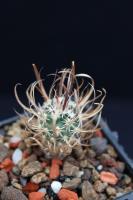 Toumeya papyracanthus FH 087.2.jpg