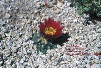 fh_108.1.jpg