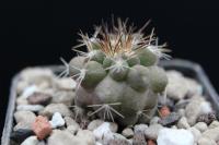 Copiapoa grandiflora FK 508.jpg