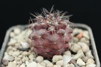Copiapoa humilis FK 1070.jpg