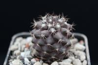 Copiapoa humilis FK 35.jpg