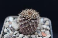 Copiapoa humilis ssp. tenuissima FK 779.jpg