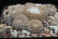 Copiapoa laui FK 439.jpg