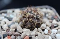 Copiapoa marginata FK 1049.jpg