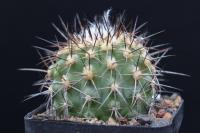 Copiapoa marginata FK 766.jpg