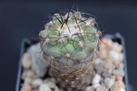 Copiapoa montana FK 498.jpg