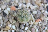 Eriosyce aspillagae FK 197.jpg