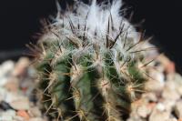 Pyrrhocactus floccosus FK 380.jpg