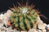 Pyrrhocactus floccosus FK 381.jpg